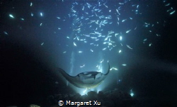 Twilight manta dive has always been the most popular dive... by Margaret Xu 